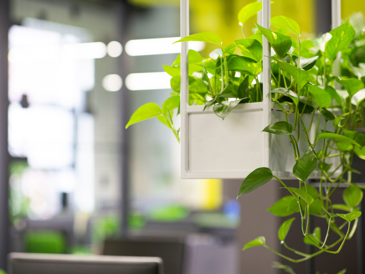 Creating an Ecological Office Environment